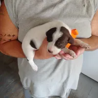 Horace, a male German Shorthaired Pointer for sale in Defuniak Springs, FL – 3 of 8
