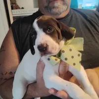 Sebastian , a male German Shorthaired Pointer for sale in Defuniak Springs, FL – 6 of 10