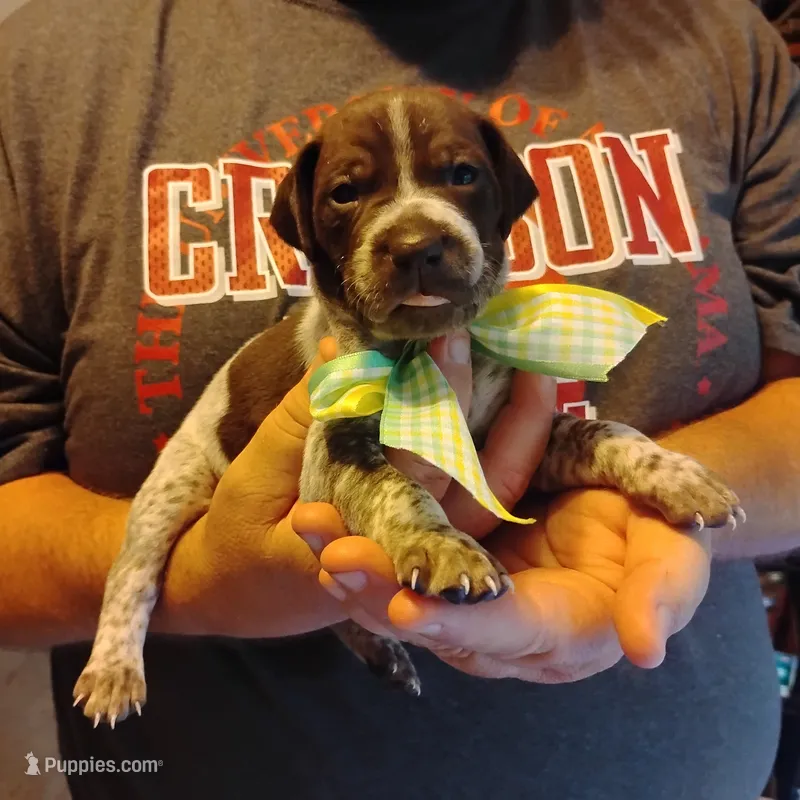 Marvin Martian  – German Shorthaired Pointer puppy for sale in Defuniak Springs, FL
