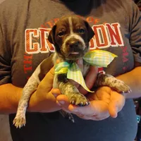 Marvin Martian , a male German Shorthaired Pointer for sale in Defuniak Springs, FL – 1 of 8