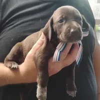 Petunia, a female German Shorthaired Pointer for sale in Defuniak Springs, FL – 3 of 8