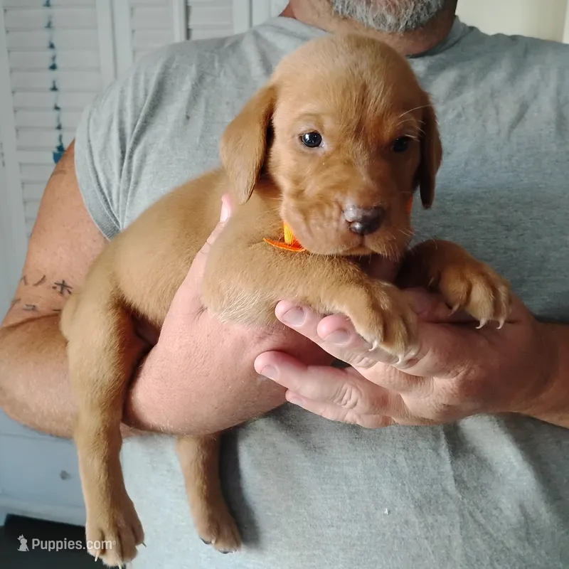 Marty – Labrador Retriever puppy for sale in Defuniak Springs, FL