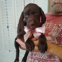 Guppy, a female German Shorthaired Pointer for sale in Defuniak Springs, FL – 5 of 8