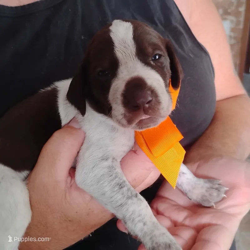 Mahi – German Shorthaired Pointer puppy for sale in Defuniak Springs, FL