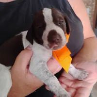 Mahi, a male German Shorthaired Pointer for sale in Defuniak Springs, FL – 1 of 7