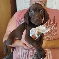 Marlin, a male German Shorthaired Pointer for sale in Defuniak Springs, FL – 5 of 7