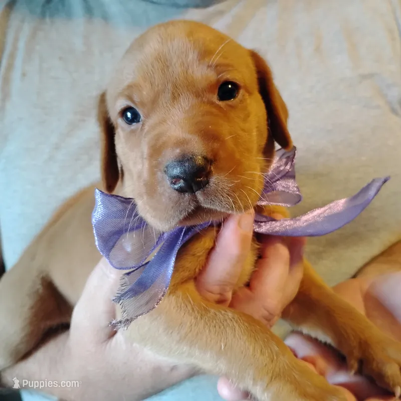 Lilac – Labrador Retriever puppy for sale in Defuniak Springs, FL