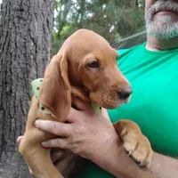 Woodrow, a male Labrador Retriever for sale in Defuniak Springs, FL – 3 of 9