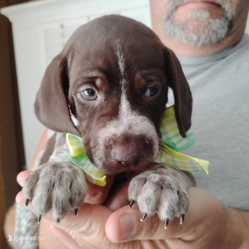 Marvin Martian  – German Shorthaired Pointer puppy for sale in Defuniak Springs, FL