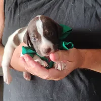 Tuna Fish , a male German Shorthaired Pointer for sale in Defuniak Springs, FL – 3 of 6