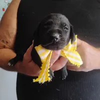 Ellie, a female German Shorthaired Pointer for sale in Defuniak Springs, FL – 6 of 7