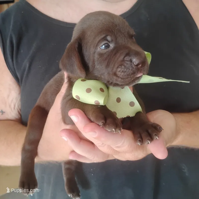 Rusty – German Shorthaired Pointer puppy for sale in Defuniak Springs, FL