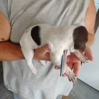 Madilyn, a female German Shorthaired Pointer for sale in Defuniak Springs, FL – 10 of 10