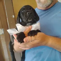 Will, a male German Shorthaired Pointer for sale in Defuniak Springs, FL – 6 of 10