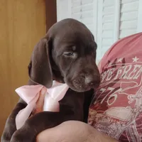 Guppy, a female German Shorthaired Pointer for sale in Defuniak Springs, FL – 3 of 8