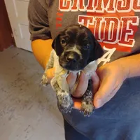 Sylvester, a male German Shorthaired Pointer for sale in Defuniak Springs, FL – 3 of 6