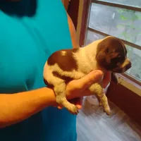 Clark, a male German Shorthaired Pointer for sale in Defuniak Springs, FL – 4 of 8