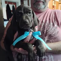 Elmer Fudd , a male German Shorthaired Pointer for sale in Defuniak Springs, FL – 7 of 8