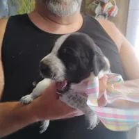 Betsy, a female German Shorthaired Pointer for sale in Defuniak Springs, FL – 6 of 10