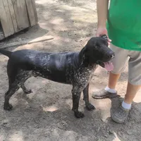 Jackson, a male German Shorthaired Pointer for sale in Defuniak Springs, FL – 9 of 9