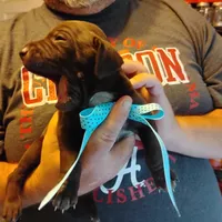 Elmer Fudd , a male German Shorthaired Pointer for sale in Defuniak Springs, FL – 3 of 7