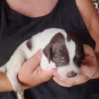 Barracuda, a male German Shorthaired Pointer for sale in Defuniak Springs, FL – 4 of 6