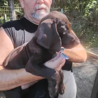 Clara, a female German Shorthaired Pointer for sale in Defuniak Springs, FL – 8 of 8