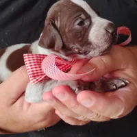 Queen Trigger , a female German Shorthaired Pointer for sale in Defuniak Springs, FL – 6 of 7