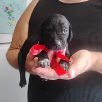 Petunia, a female German Shorthaired Pointer for sale in Defuniak Springs, FL – 4 of 7