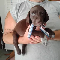 Petunia, a female German Shorthaired Pointer for sale in Defuniak Springs, FL – 6 of 8