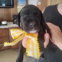 Audrey, a female German Shorthaired Pointer for sale in Defuniak Springs, FL – 9 of 9