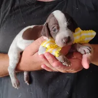 Lady fish , a female German Shorthaired Pointer for sale in Defuniak Springs, FL – 8 of 8