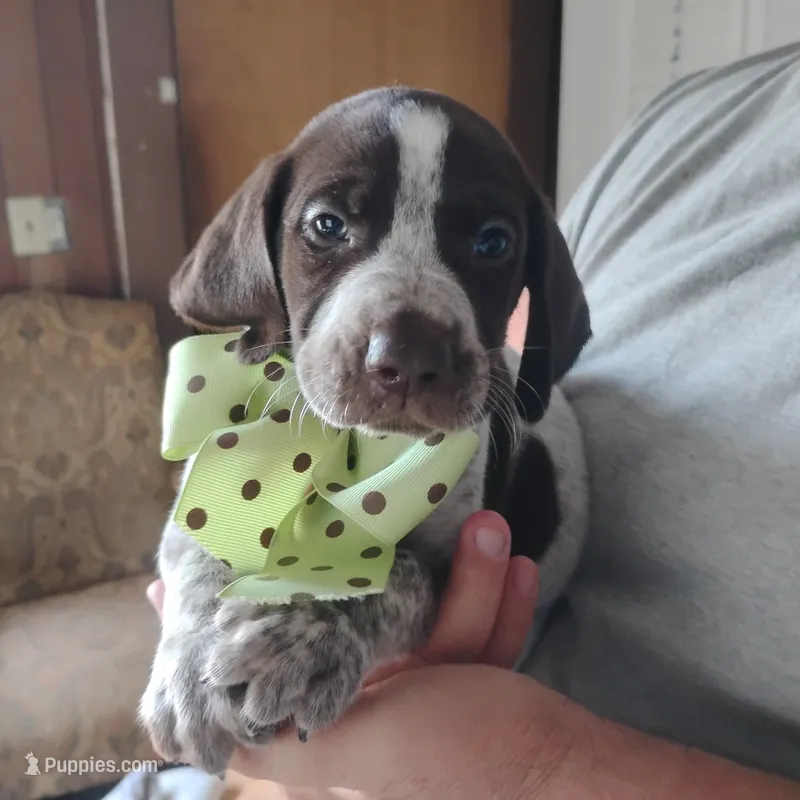 Amber Jack  – German Shorthaired Pointer puppy for sale in Defuniak Springs, FL