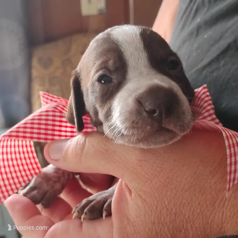 Queen Trigger  – German Shorthaired Pointer puppy for sale in Defuniak Springs, FL