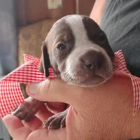 Queen Trigger , a female German Shorthaired Pointer for sale in Defuniak Springs, FL – 1 of 7