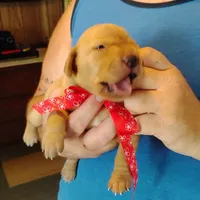 Rose, a female Labrador Retriever for sale in Defuniak Springs, FL – 7 of 7