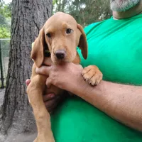 Woodrow, a male Labrador Retriever for sale in Defuniak Springs, FL – 8 of 9