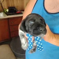 Neopolitan , a male German Shorthaired Pointer for sale in Defuniak Springs, FL – 6 of 10