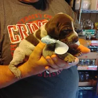 Foghorn Leghorn, a male German Shorthaired Pointer for sale in Defuniak Springs, FL – 5 of 9