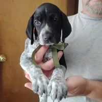 Rocky Road, a male German Shorthaired Pointer for sale in Defuniak Springs, FL – 4 of 9