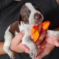 Mahi, a male German Shorthaired Pointer for sale in Defuniak Springs, FL – 6 of 7