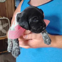 Strawberry Shortcake, a female German Shorthaired Pointer for sale in Defuniak Springs, FL – 8 of 8