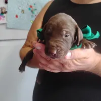 Sigmond , a male German Shorthaired Pointer for sale in Defuniak Springs, FL – 1 of 6