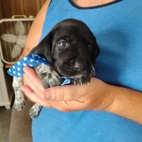 Neopolitan , a male German Shorthaired Pointer for sale in Defuniak Springs, FL – 2 of 10