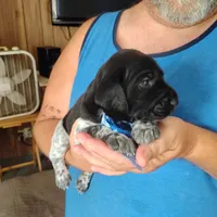 Neopolitan , a male German Shorthaired Pointer for sale in Defuniak Springs, FL – 5 of 10