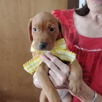 Sunny Flower, a female Labrador Retriever for sale in Defuniak Springs, FL – 1 of 5