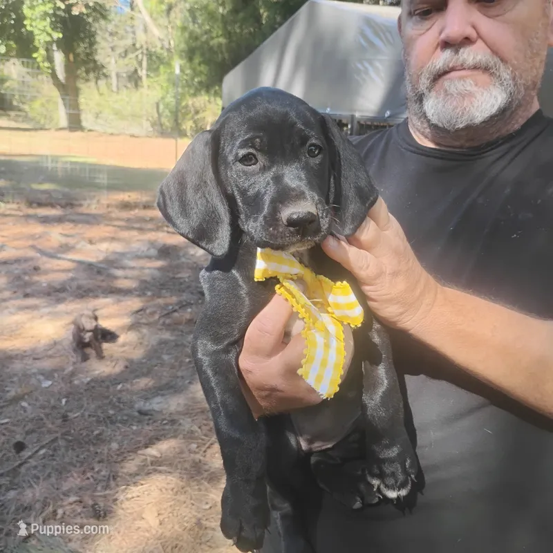 Audrey – German Shorthaired Pointer puppy for sale in Defuniak Springs, FL