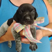 Caramel Sundae, a female German Shorthaired Pointer for sale in Defuniak Springs, FL – 5 of 9