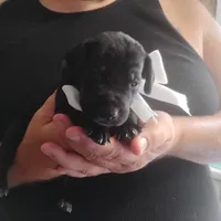 Will, a male German Shorthaired Pointer for sale in Defuniak Springs, FL – 8 of 10