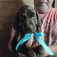 Elmer Fudd , a male German Shorthaired Pointer for sale in Defuniak Springs, FL – 8 of 8